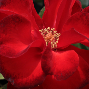 Онлайн магазин за рози - Рози Флорибунда - червен - Pоза Сатчмо - без аромат - Самюел Дара Макгриди IV - Клъстерни цветове,перпетуален цъвтеж.